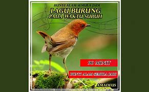 Bunyi Burung Hantu Waktu Pagi